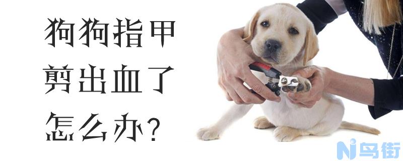 狗狗指甲剪出血了怎么办？