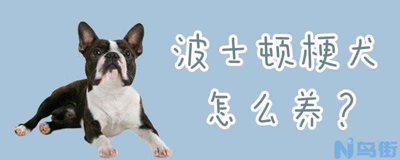 波士顿梗犬怎么养？