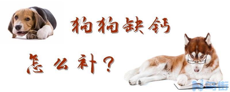 狗狗缺钙怎么补？