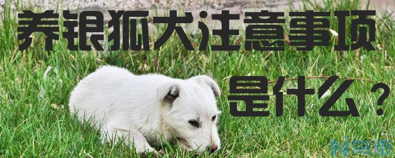 养银狐犬的注意事项是什么？