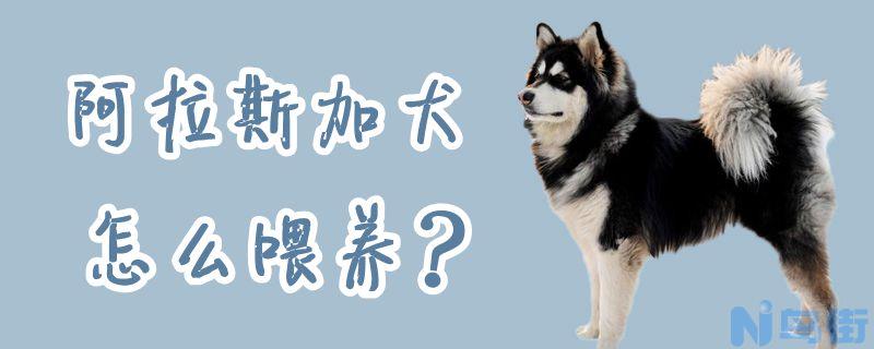 阿拉斯加犬怎么喂养？