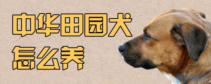 中华田园犬怎么养？