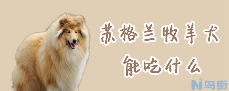 苏格兰牧羊犬能吃什么？