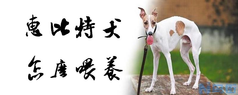 惠比特犬怎么喂养？