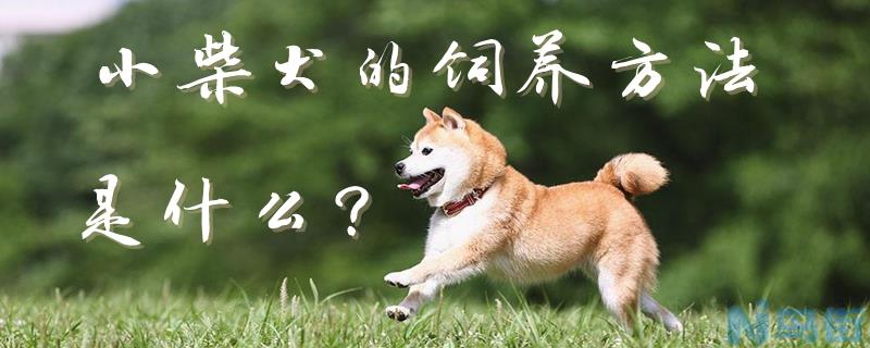 小柴犬的饲养方法是什么？