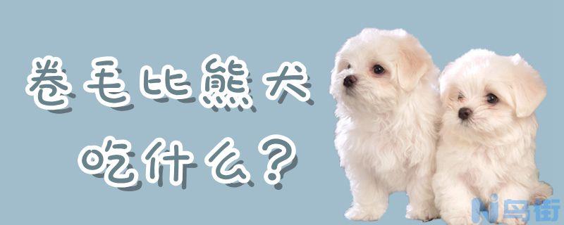 卷毛比熊犬吃什么？