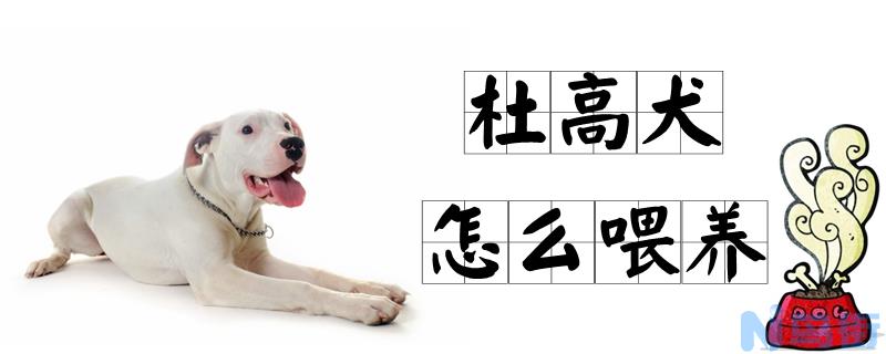 杜高犬怎么喂养？