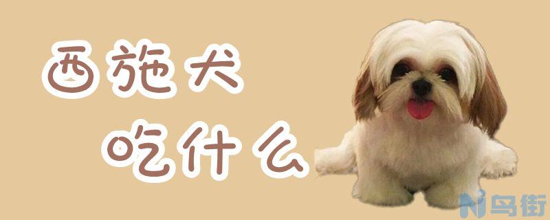 西施犬吃什么？