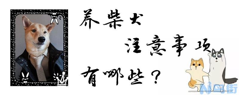 养柴犬注意事项有哪些？