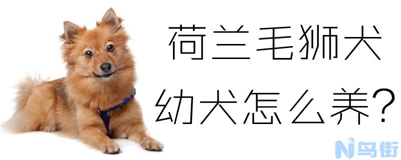 荷兰毛狮犬幼犬怎么养？