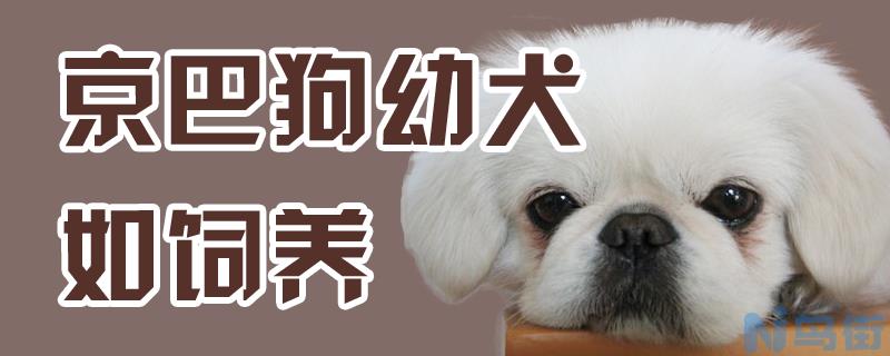 京巴狗幼犬如饲养？