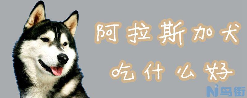 阿拉斯加犬吃什么好？