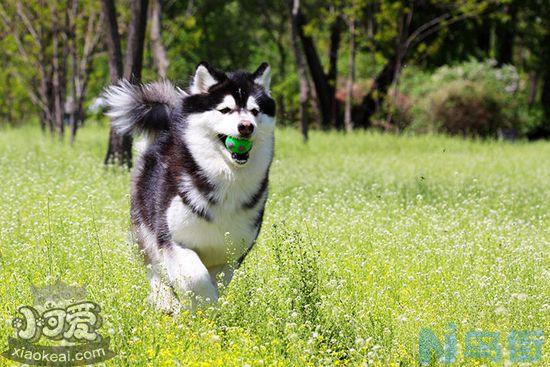 阿拉斯加犬好养吗？