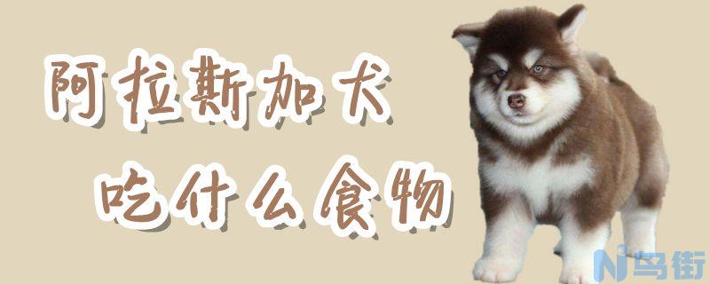 阿拉斯加犬吃什么食物？