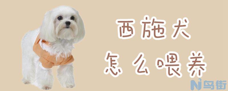 西施犬怎么喂养？