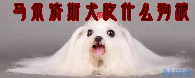 马尔济斯犬吃什么狗粮？