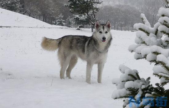 阿拉斯加爱斯基摩犬多少钱？