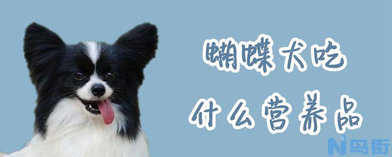 蝴蝶犬吃什么营养品？