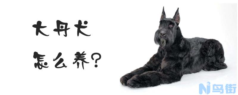 大丹犬怎么养？