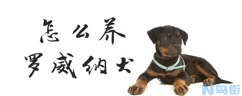 怎么养罗威纳犬？