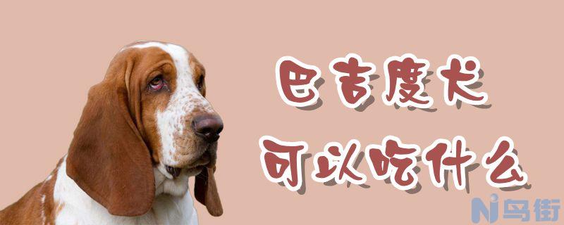 巴吉度犬可以吃什么？