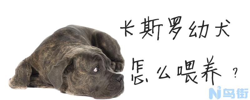 卡斯罗幼犬怎么喂养？