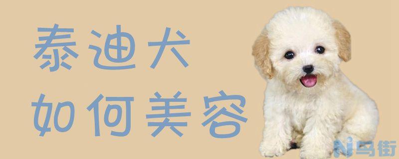 泰迪犬如何美容？