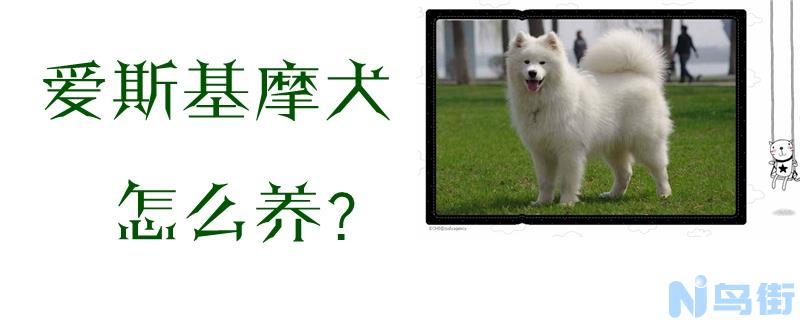 爱斯基摩犬怎么养？