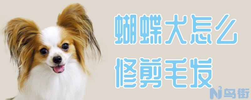 蝴蝶犬怎么修剪毛发？