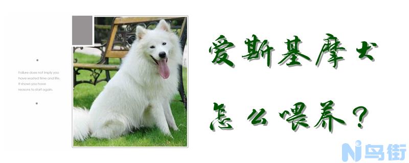 爱斯基摩犬怎么喂养？