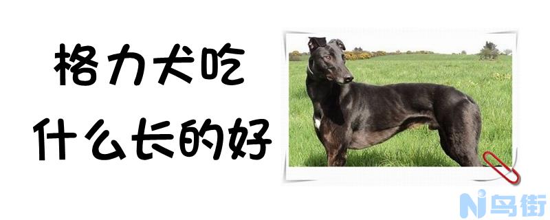 格力犬吃什么长的好？