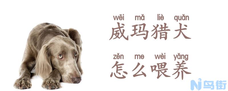 威玛猎犬怎么喂养？