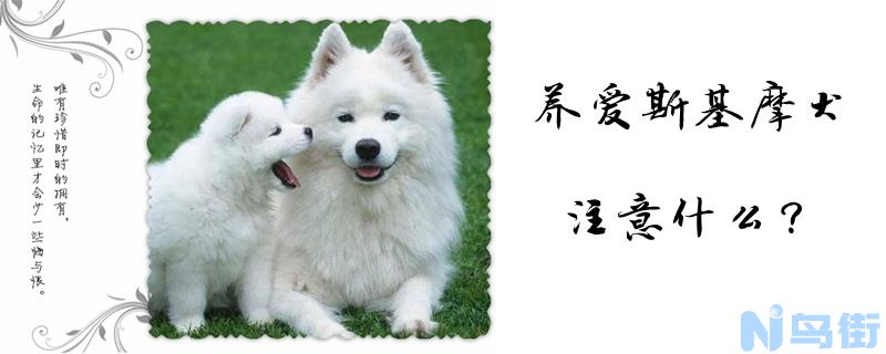 养爱斯基摩犬注意什么？