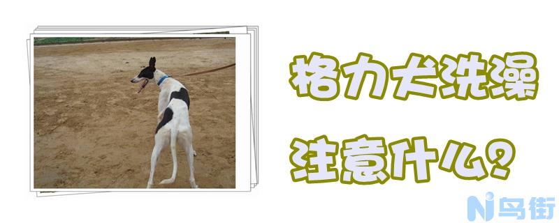 格力犬洗澡注意什么？