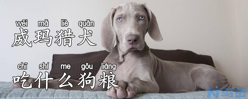 威玛猎犬吃什么狗粮？