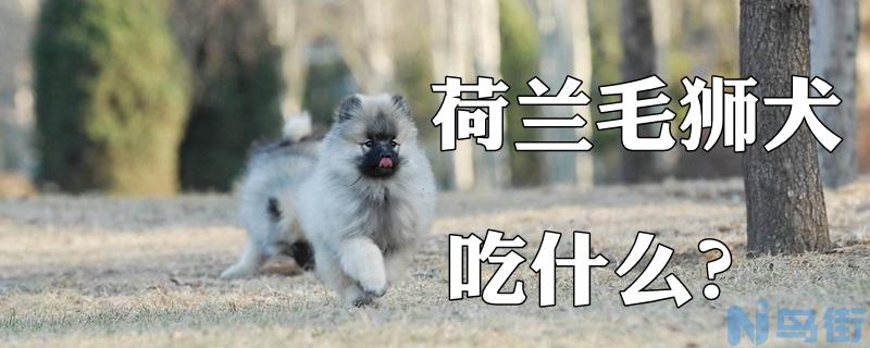 荷兰毛狮犬吃什么？