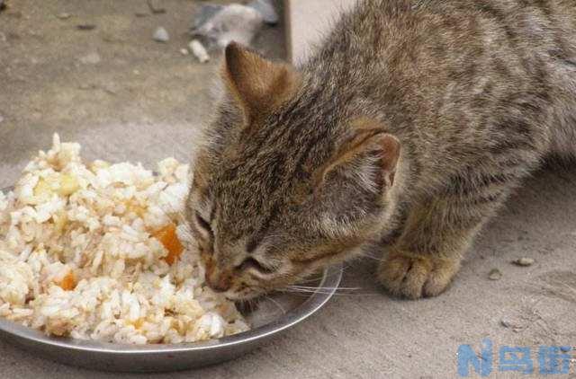 猫咪可以吃米饭吗？