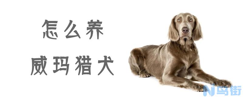 怎么养威玛猎犬？