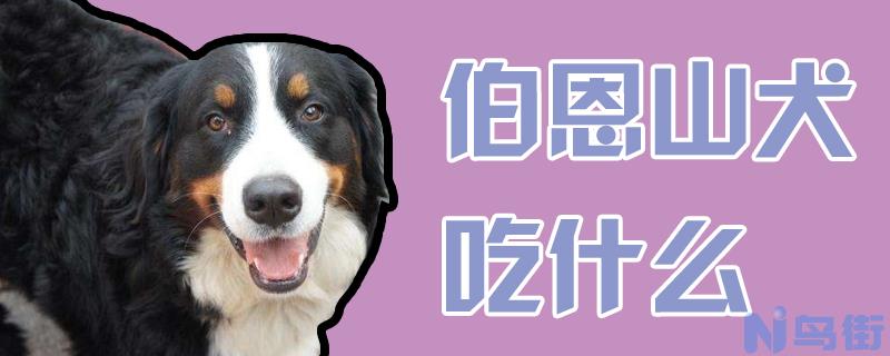 伯恩山犬吃什么？