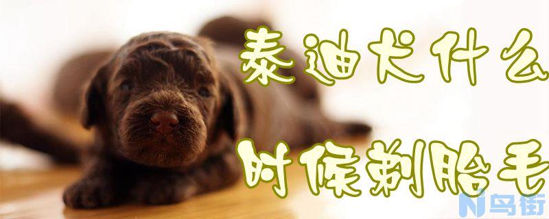 泰迪犬什么时候剃胎毛？