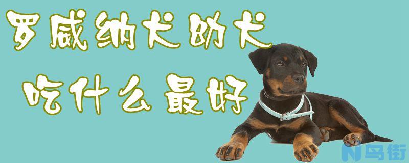 罗威纳犬幼犬吃什么最好？