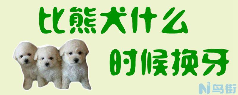 比熊犬什么时候换牙？