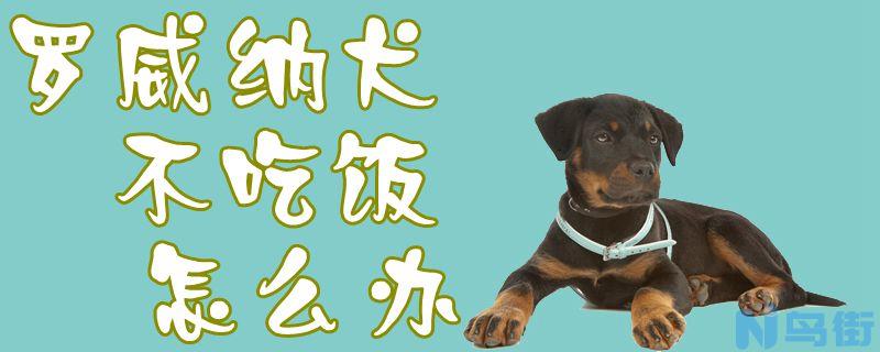 罗威纳犬不吃饭怎么办？