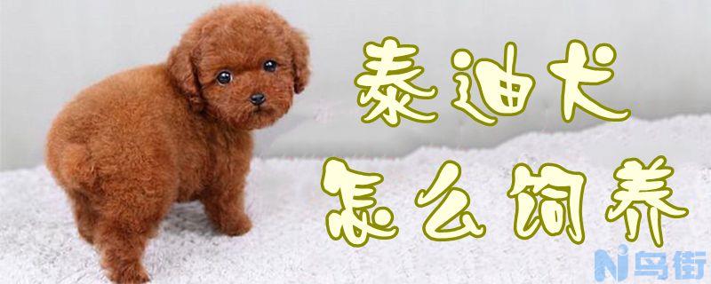 泰迪犬怎么饲养？