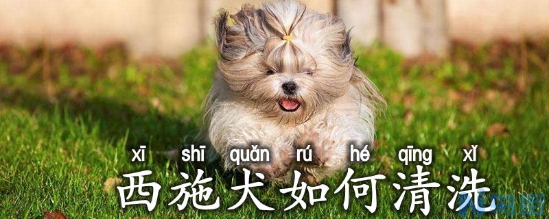 西施犬如何清洗？