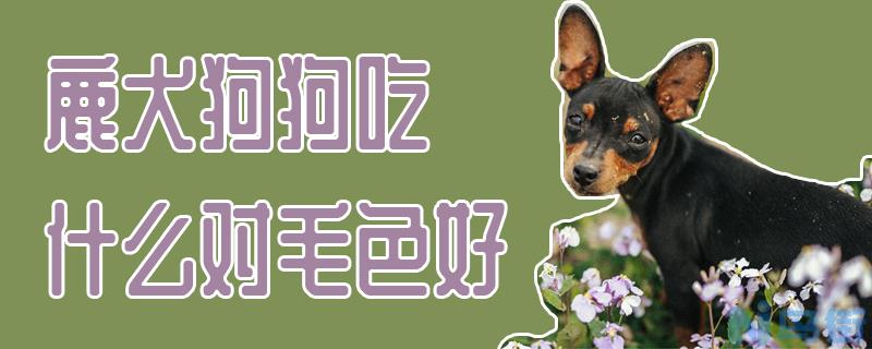 鹿犬狗狗吃什么对毛色好？