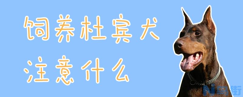 饲养杜宾犬注意什么？