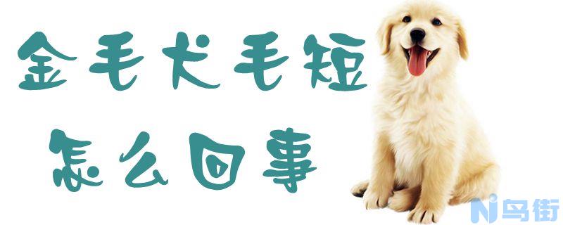 金毛犬毛短怎么回事？