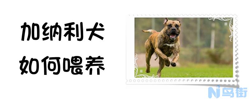 加纳利犬如何喂养？