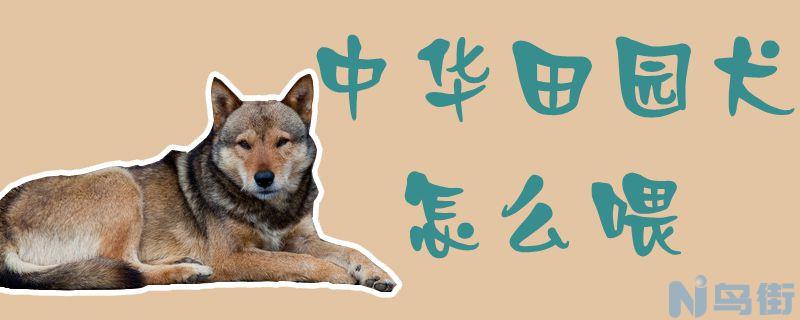 中华田园犬怎么喂？